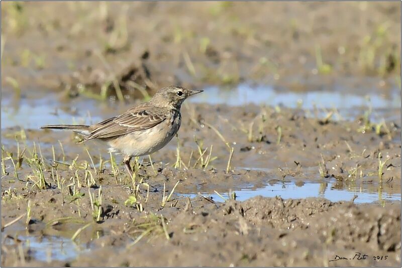 Water Pipit