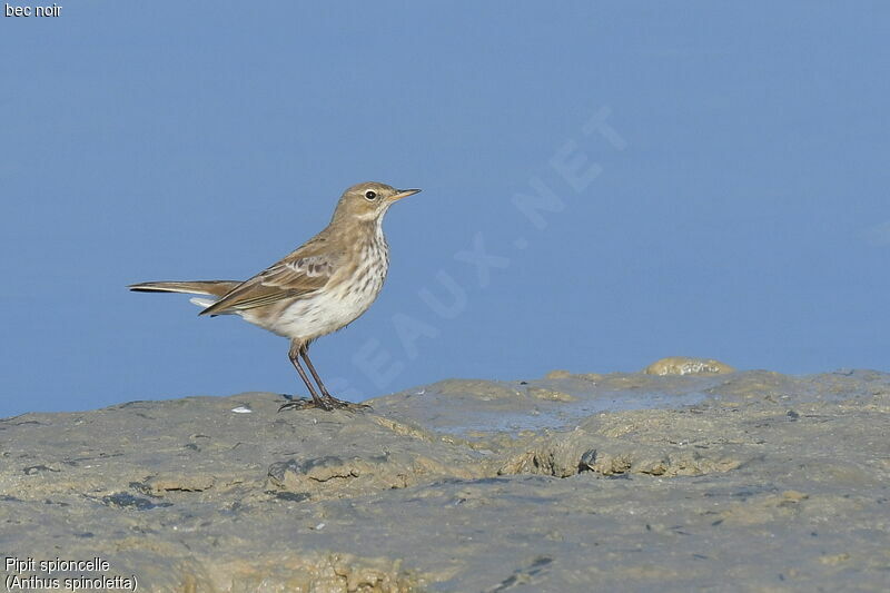 Water Pipit