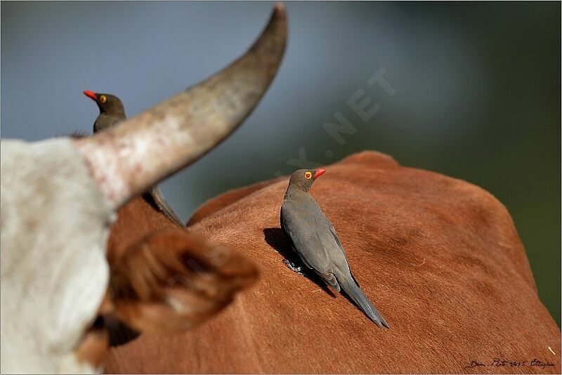 Red-billed Oxpecker