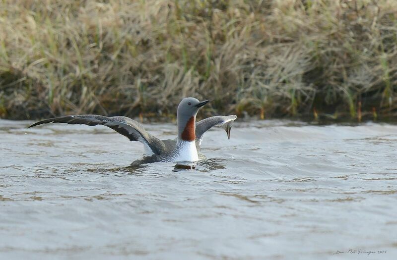 Red-throated Loon