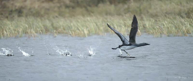 Red-throated Loon