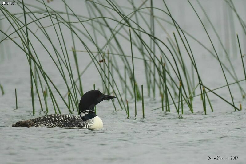 Common Loon