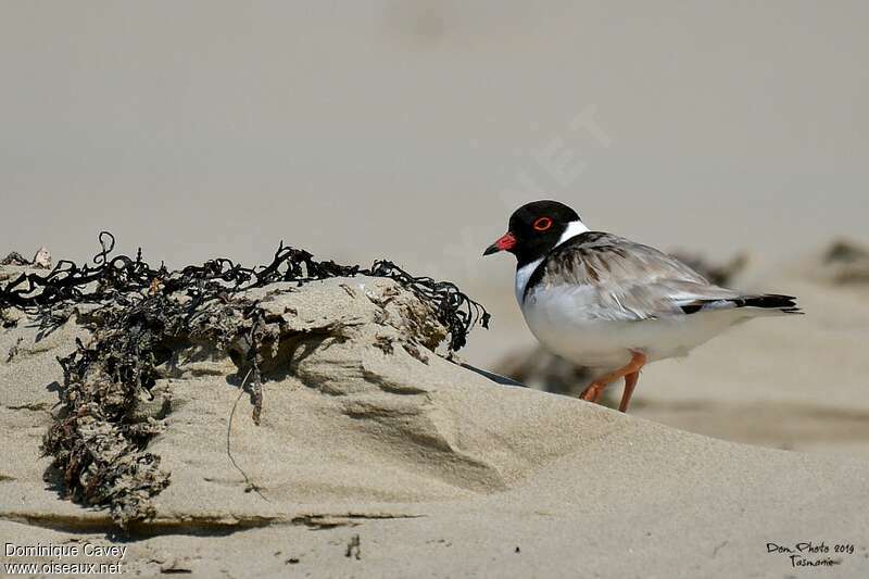 Hooded Ploveradult, habitat