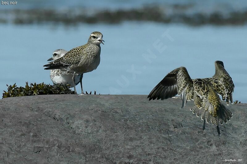 American Golden Plover