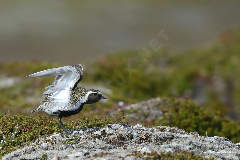 European Golden Plover