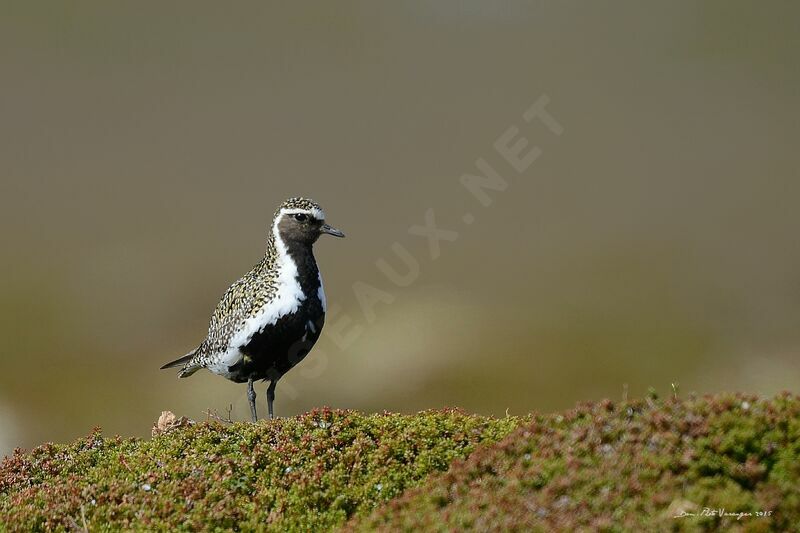 European Golden Plover