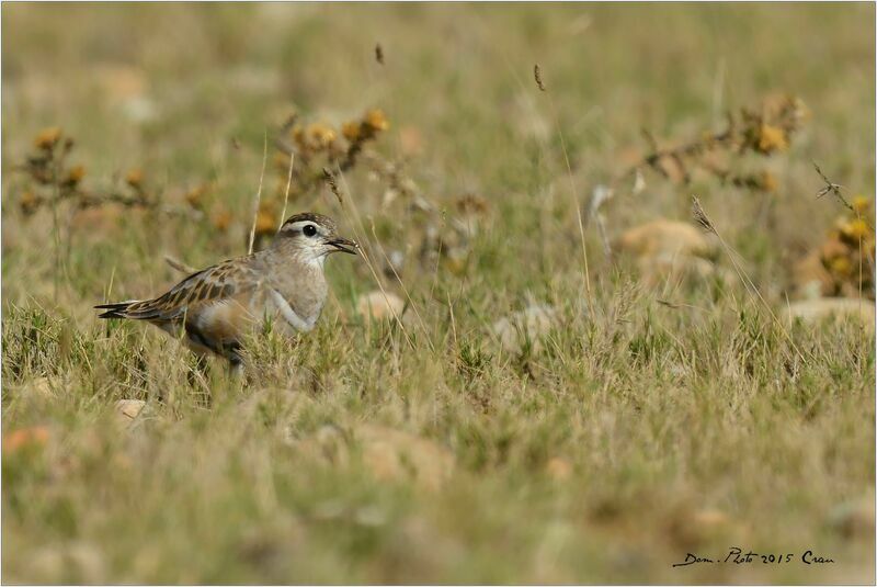 Eurasian Dotterel