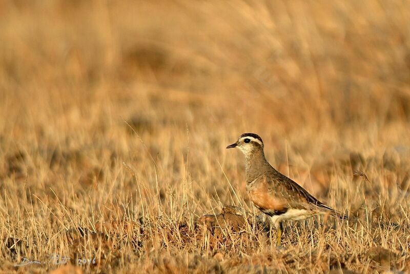 Eurasian Dotterel