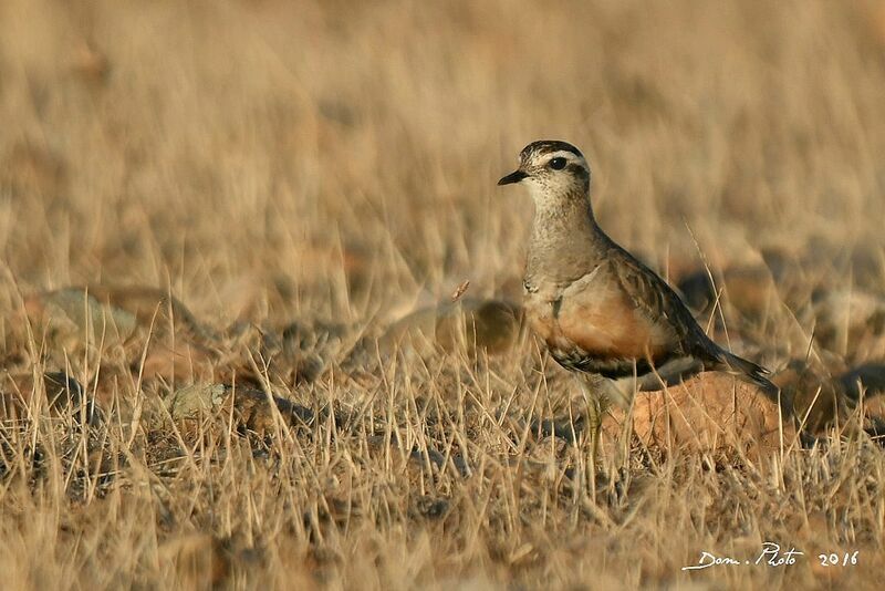 Eurasian Dotterel