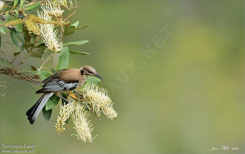 New Caledonian Friarbirdadult, feeding habits