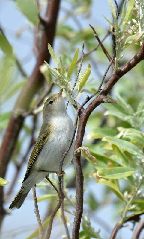 Western Bonelli's Warbler