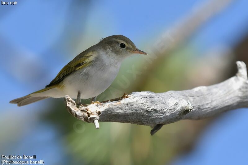 Western Bonelli's Warbler