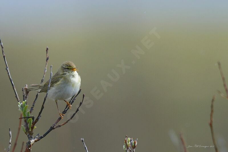 Willow Warbler