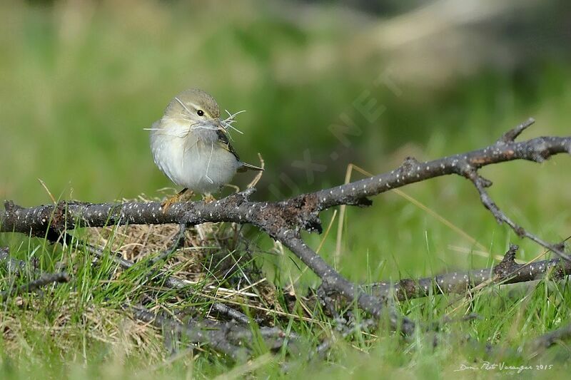 Willow Warbler