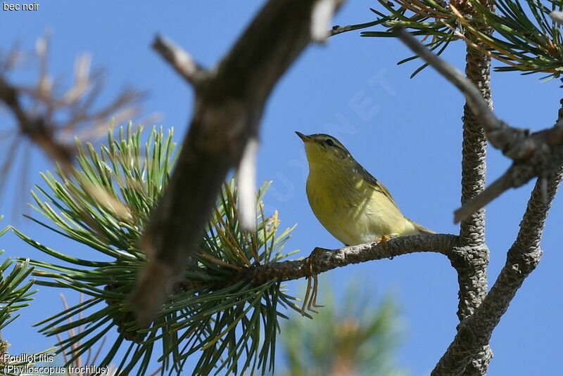 Willow Warbler