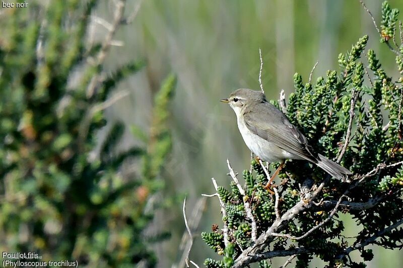 Willow Warbler