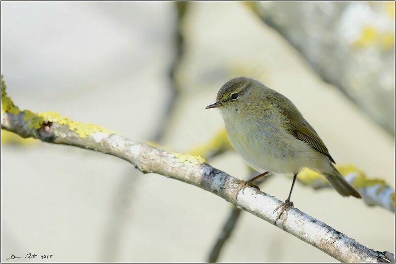 Common Chiffchaff