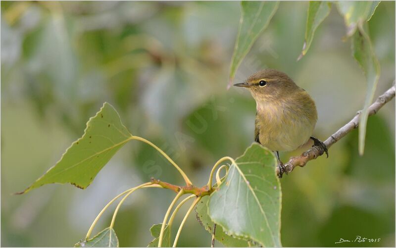 Common Chiffchaff