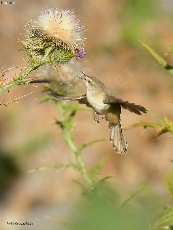 Tawny-flanked Prinia