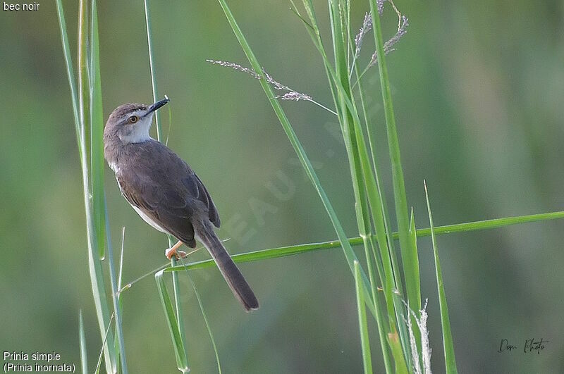 Prinia simple