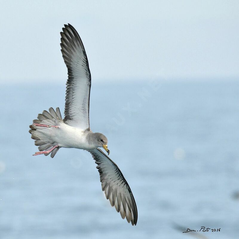 Scopoli's Shearwater