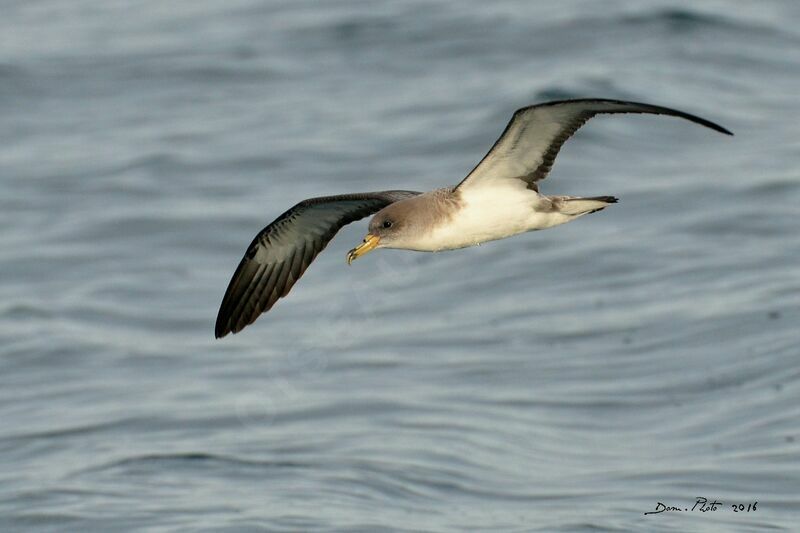 Puffin de Scopoli