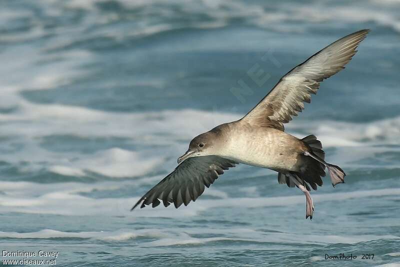 Balearic Shearwateradult, pigmentation, Flight, Behaviour