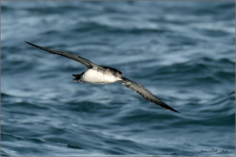 Yelkouan Shearwater