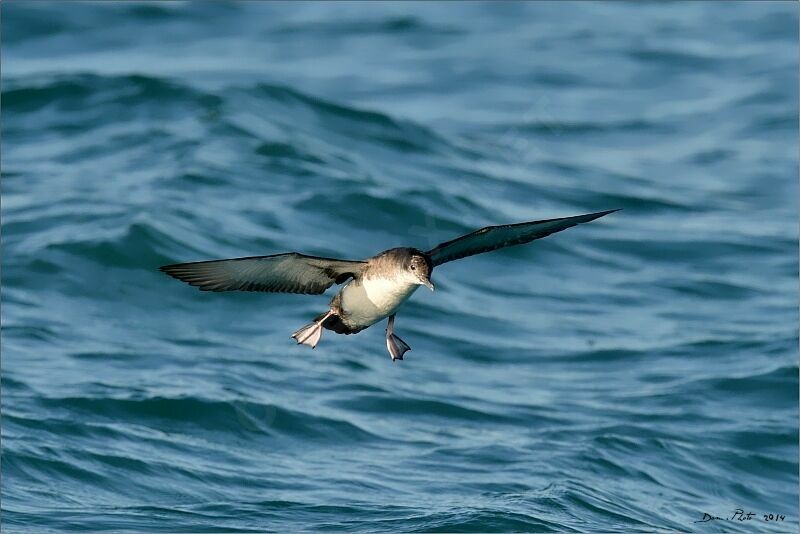 Yelkouan Shearwater