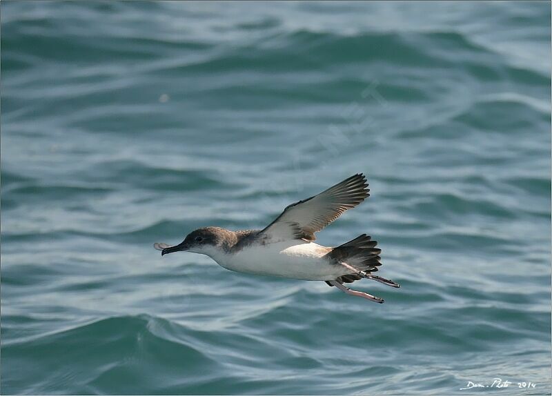 Yelkouan Shearwater