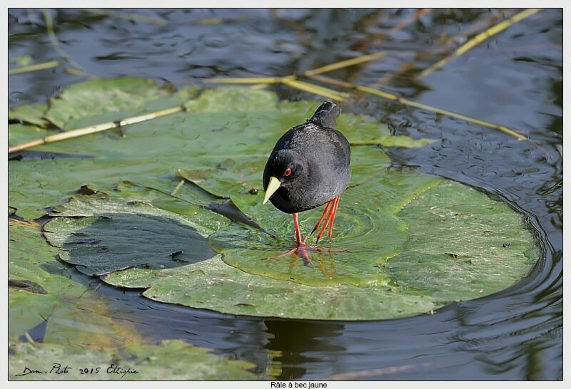 Black Crake