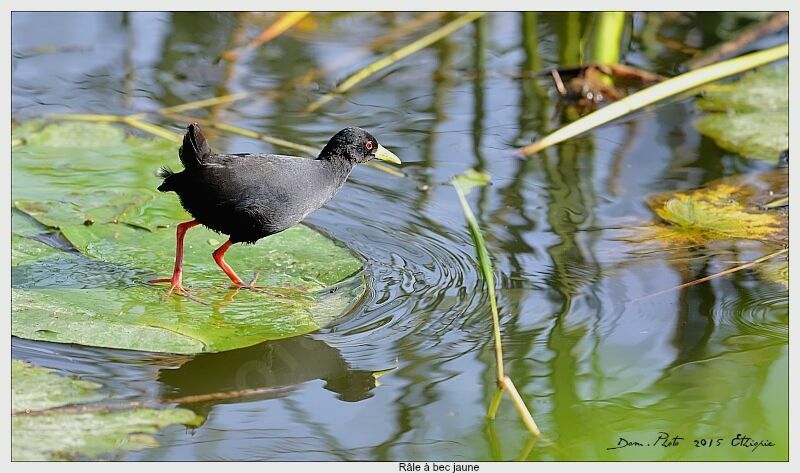 Black Crake