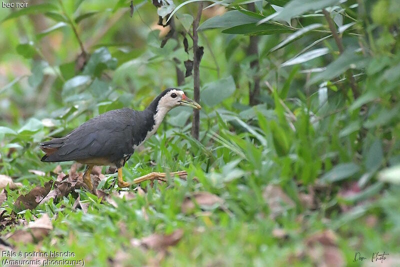 White-breasted Waterhen