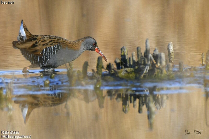 Water Rail