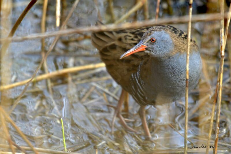 Water Rail