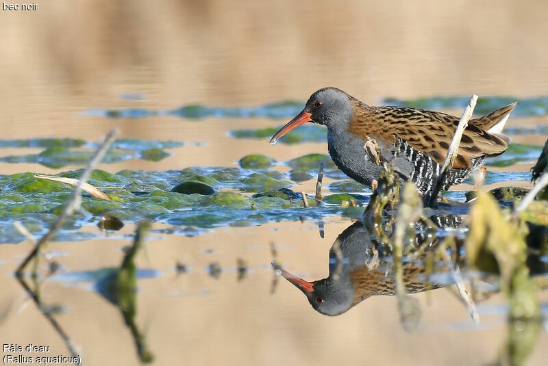 Water Rail