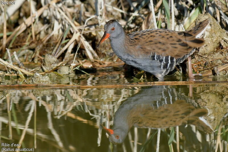 Water Rail