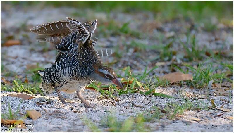 Buff-banded Railadult, Behaviour