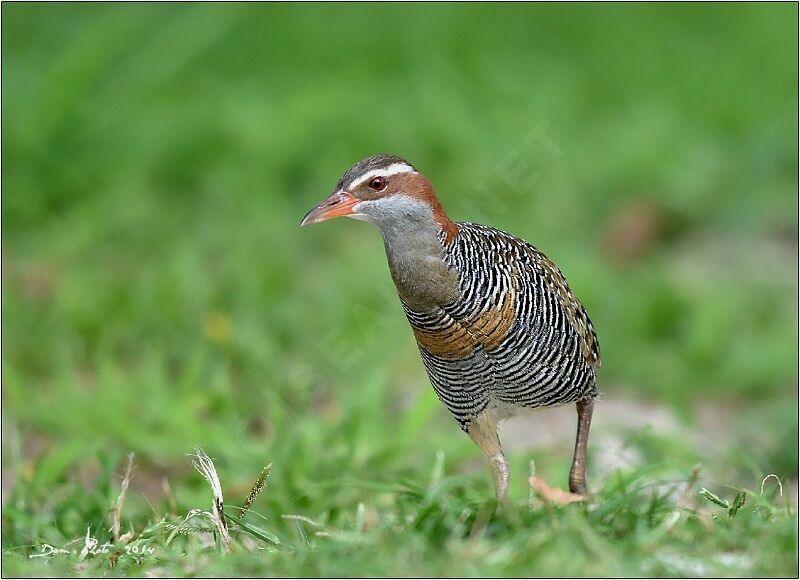 Buff-banded Rail