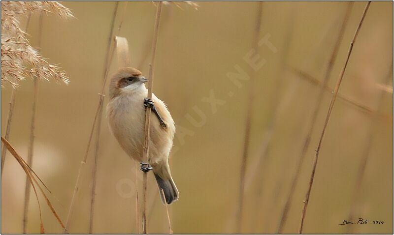 Eurasian Penduline Titjuvenile