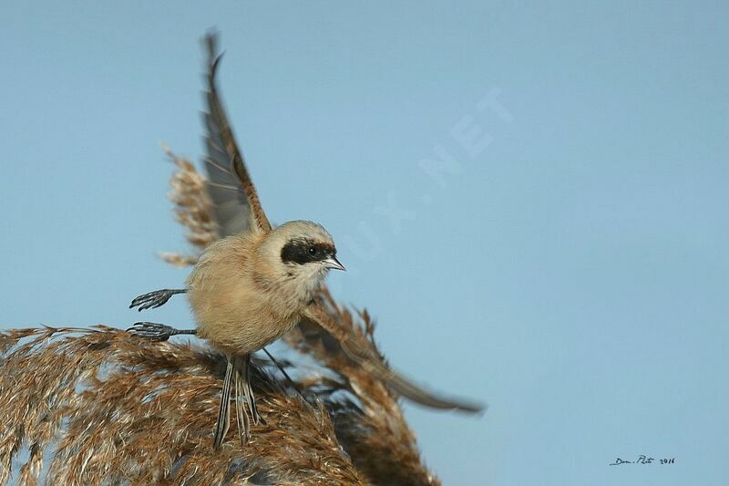 Eurasian Penduline Tit