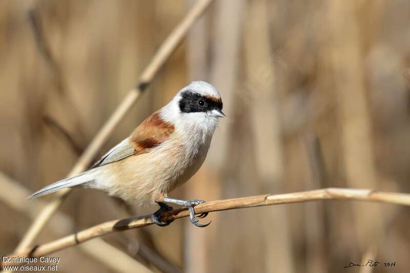 Eurasian Penduline Tit male adult breeding, identification