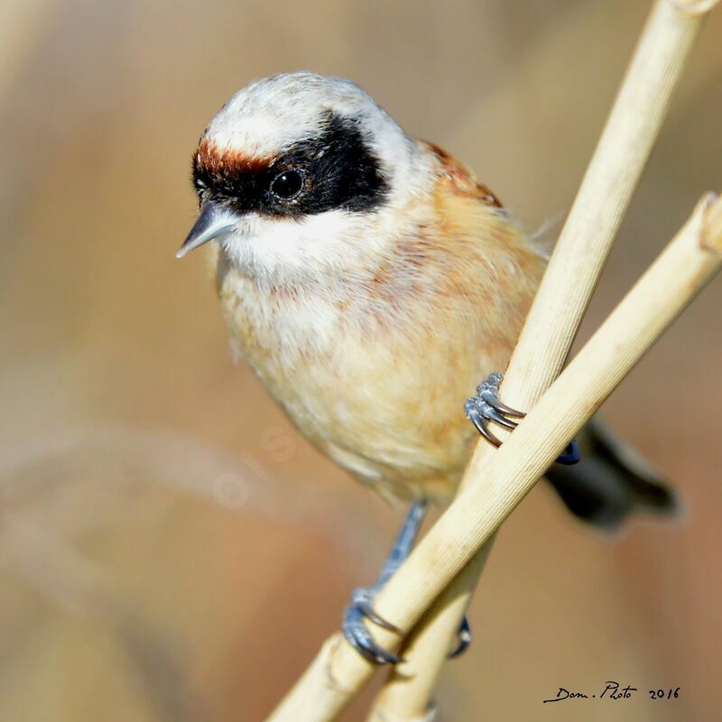 Rémiz penduline mâle