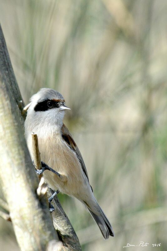 Rémiz penduline femelle