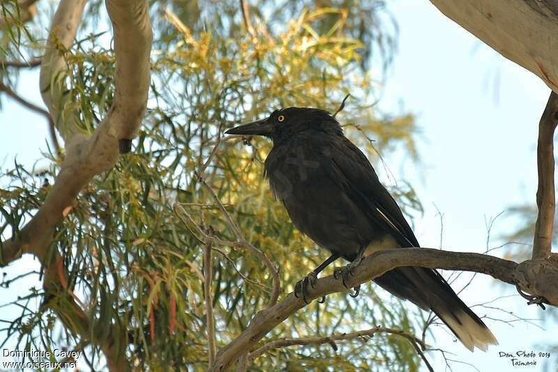 Grey Currawongadult, identification