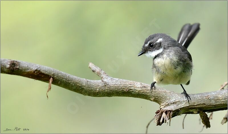 Grey Fantail