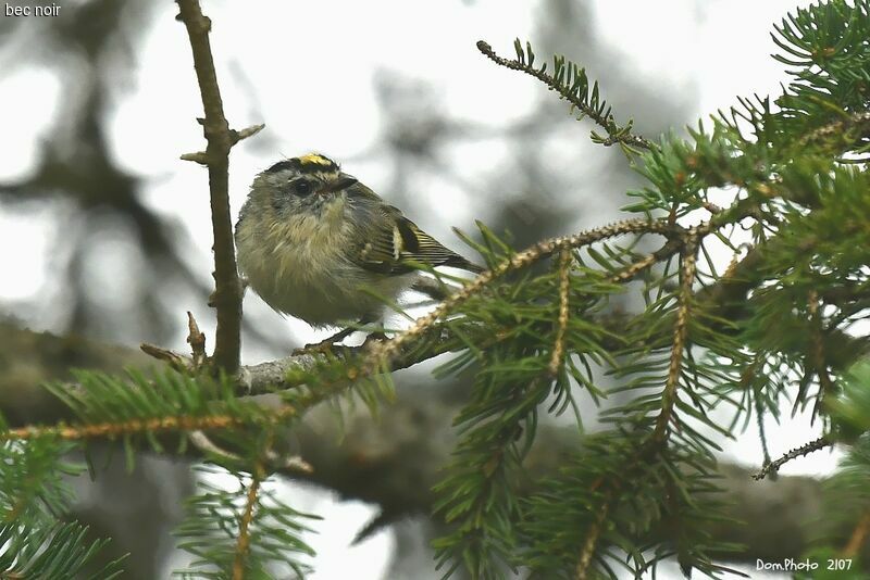 Golden-crowned Kinglet