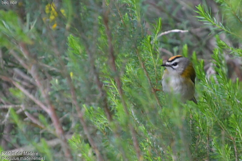 Madeira Firecrest