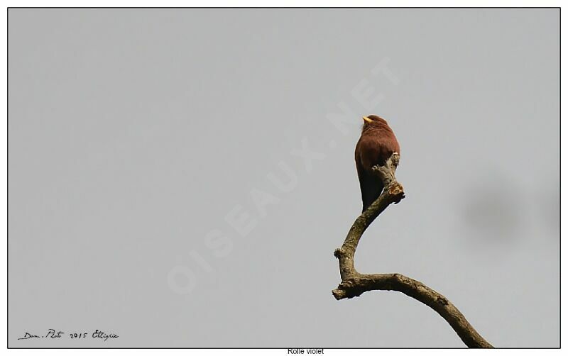 Broad-billed Roller