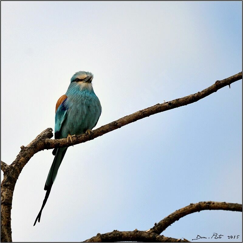 Abyssinian Roller